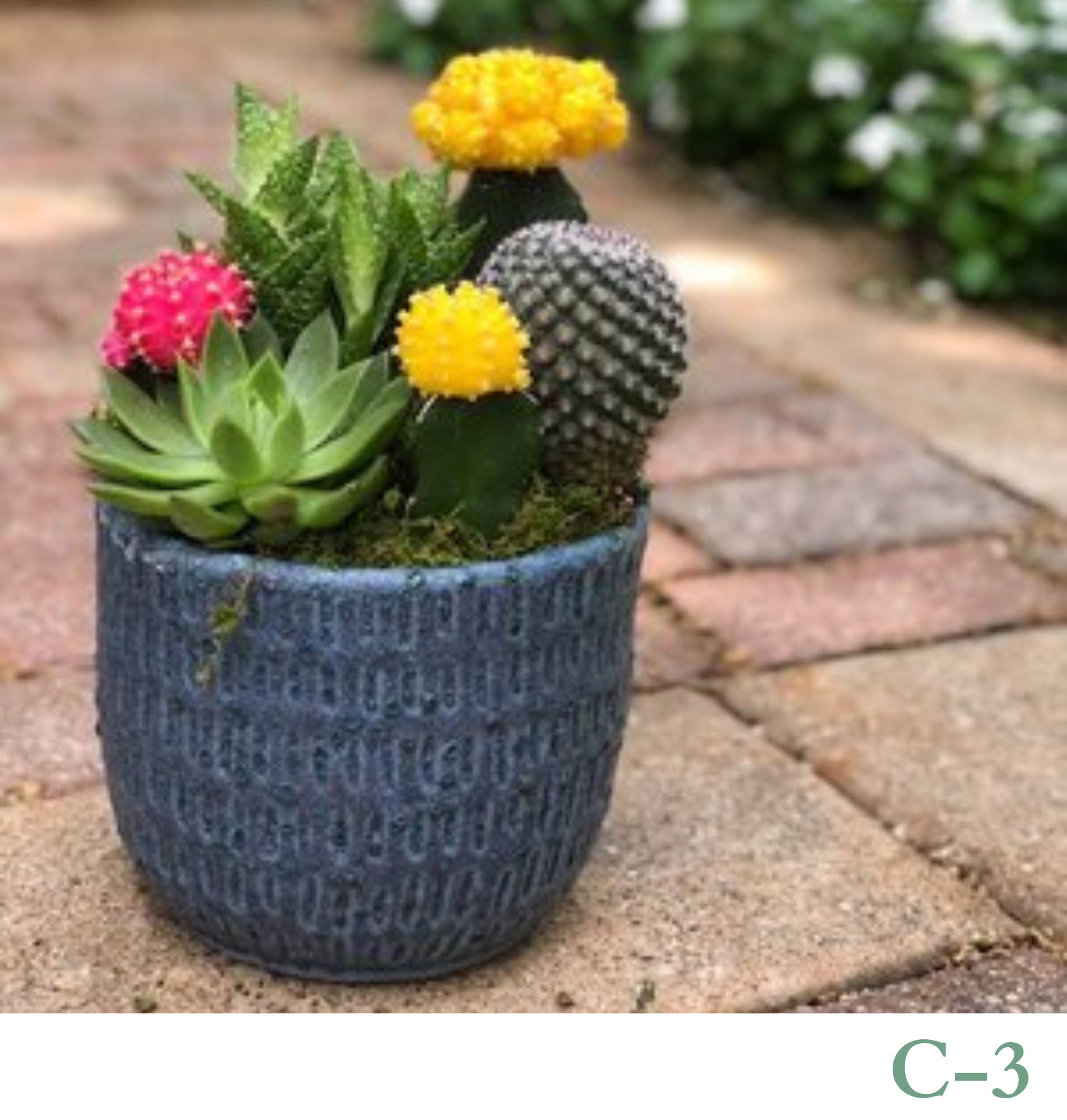 Custom Design Living Cactus