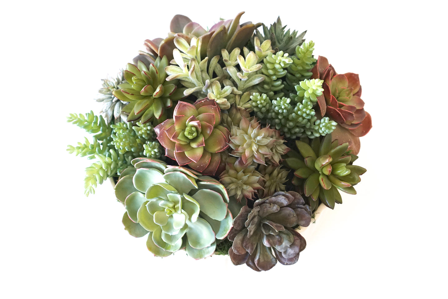 Lainey White Planter with Succulents