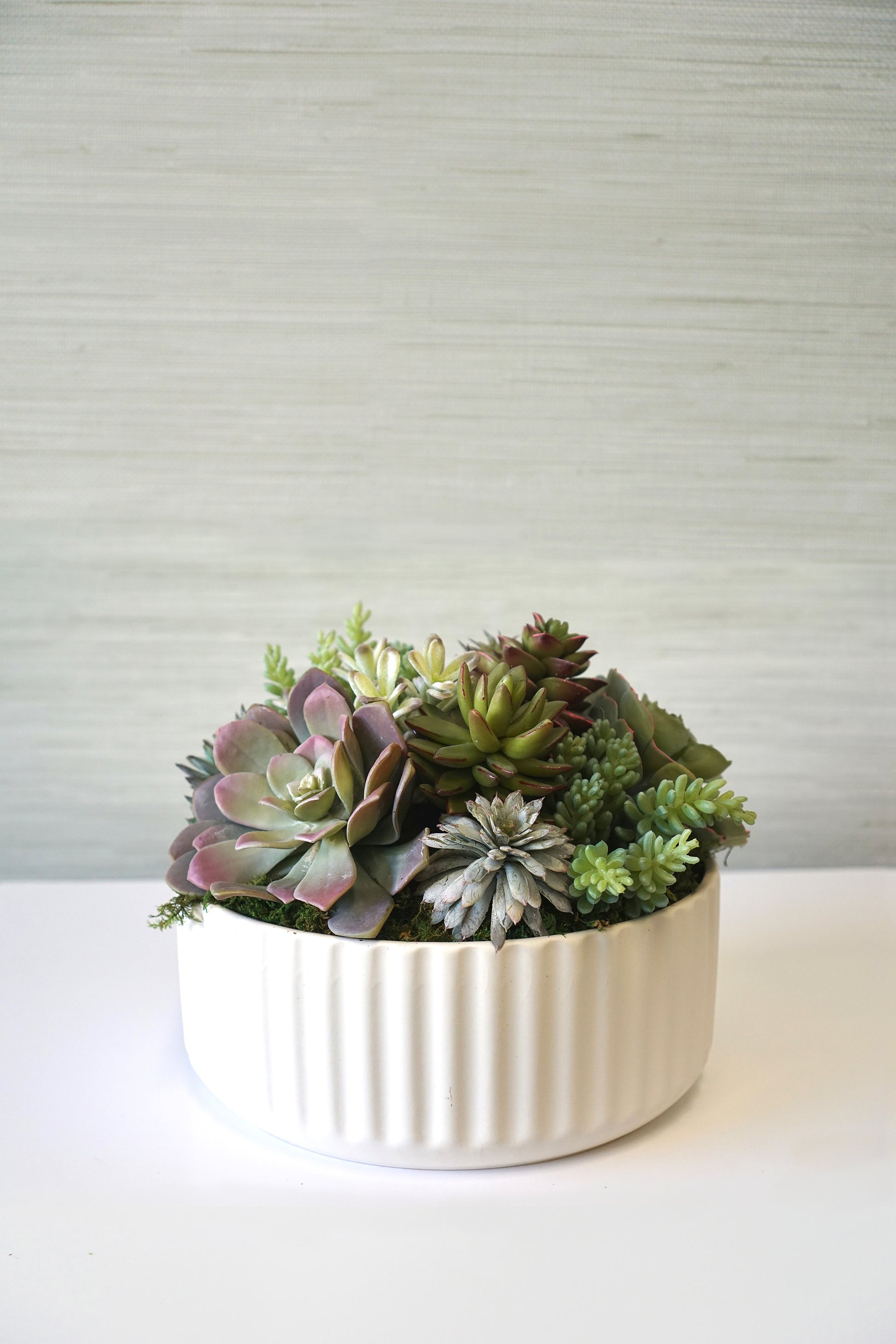 Lainey White Planter with Succulents