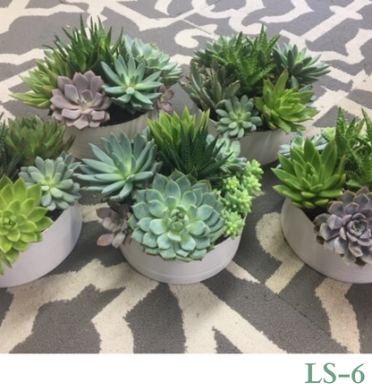 Custom Design with Living Succulents and/or Cacti