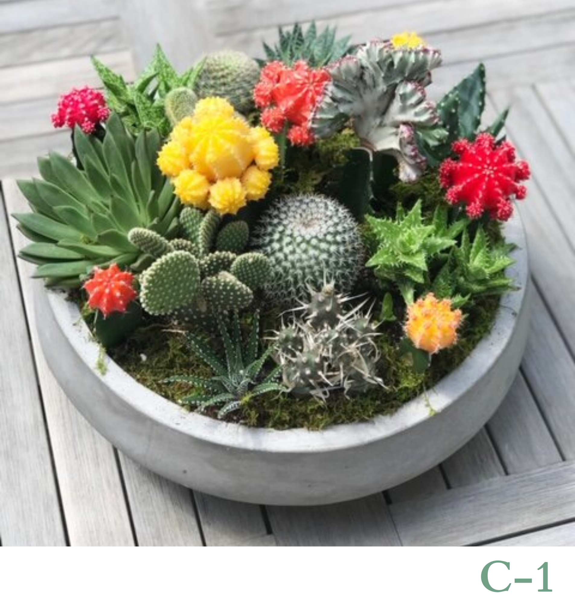 Custom Design Living Cactus