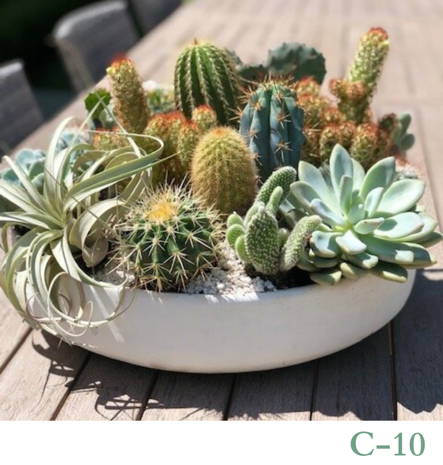 Custom Design Living Cactus