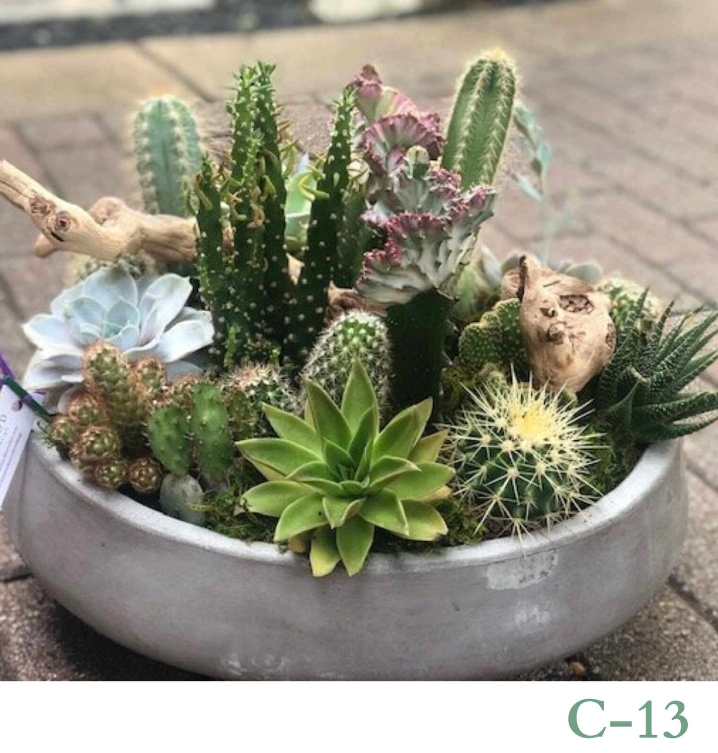 Custom Design Living Cactus