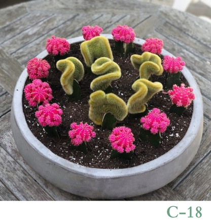 Custom Design Living Cactus