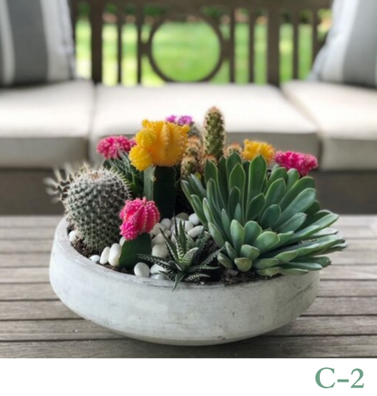 Custom Design Living Cactus