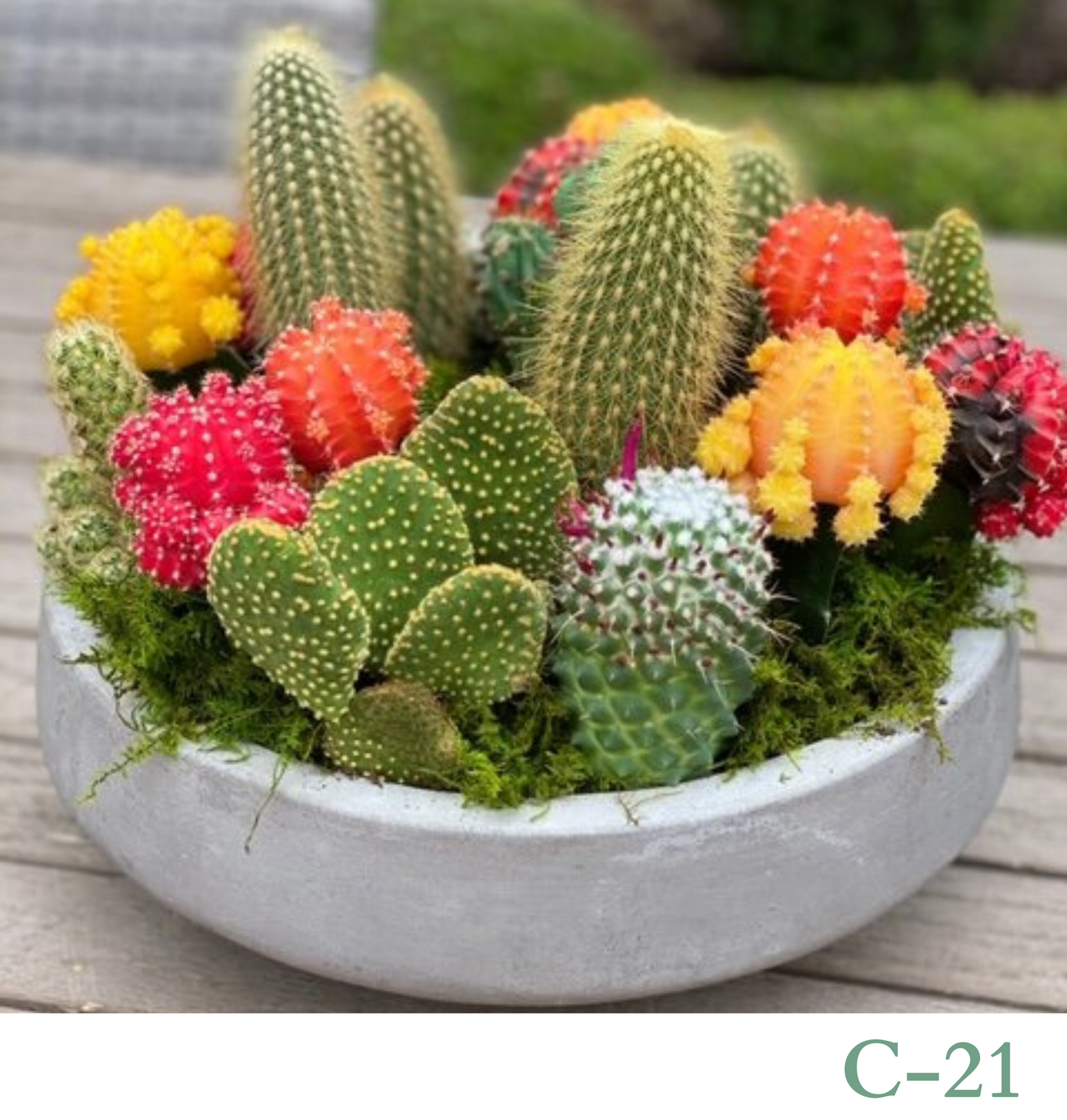 Custom Design Living Cactus