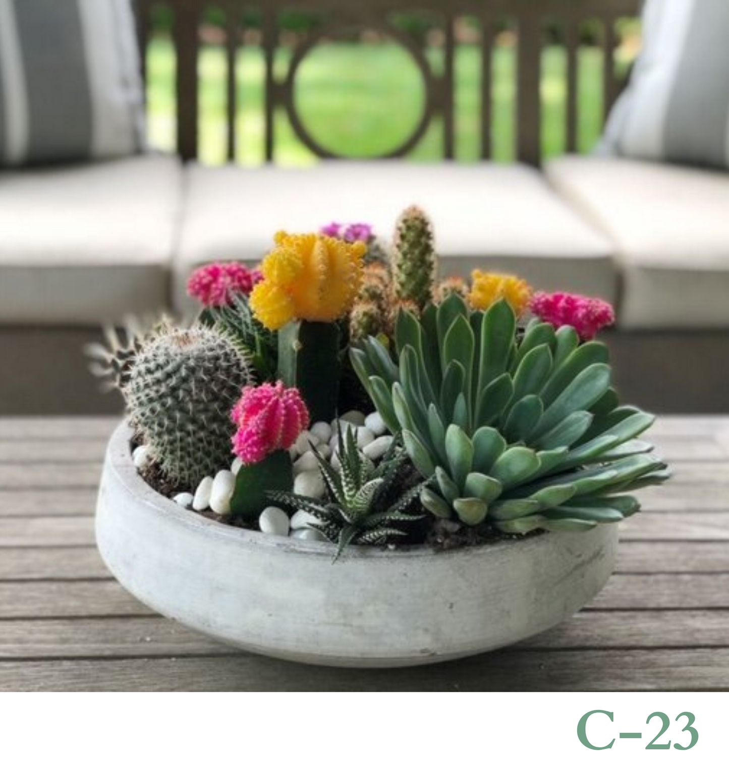 Custom Design Living Cactus