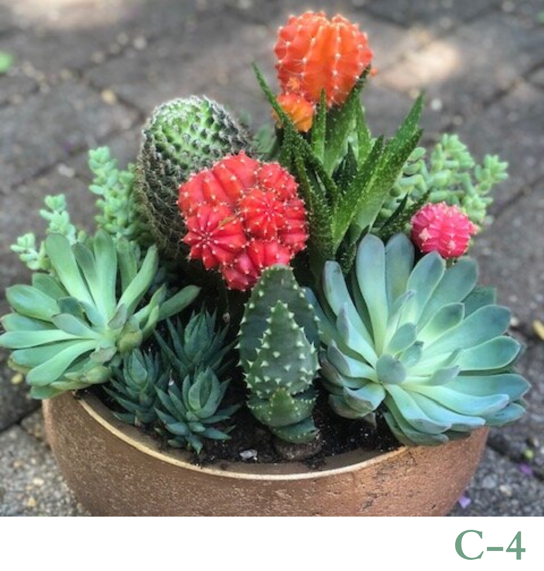 Custom Design Living Cactus