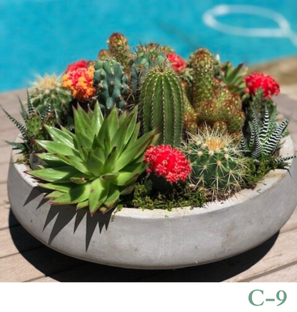 Custom Design Living Cactus