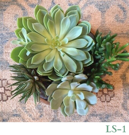 Custom Design with Living Succulents