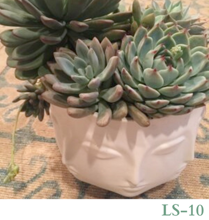 Custom Design with Living Succulents