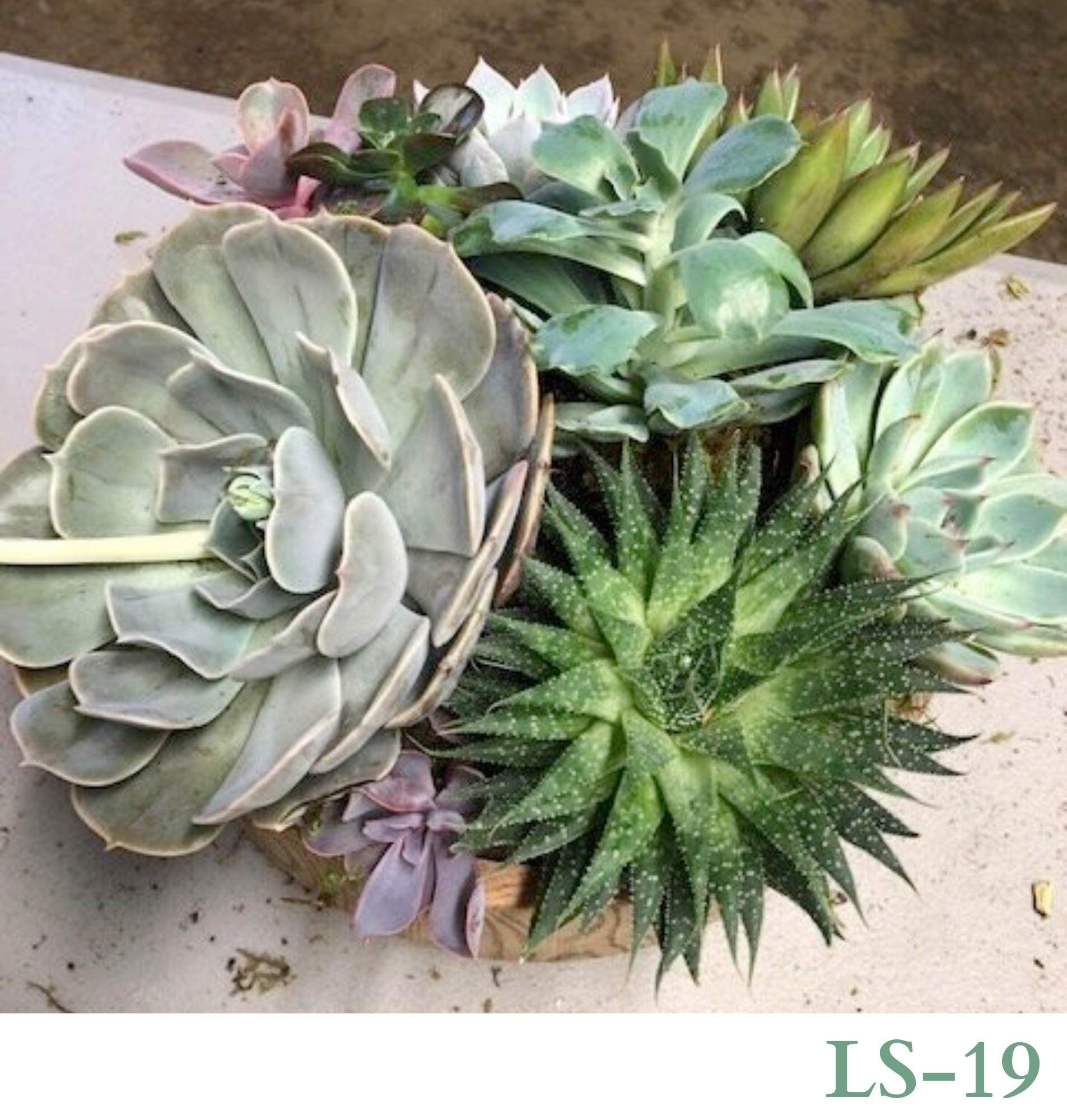 Custom Design with Living Succulents