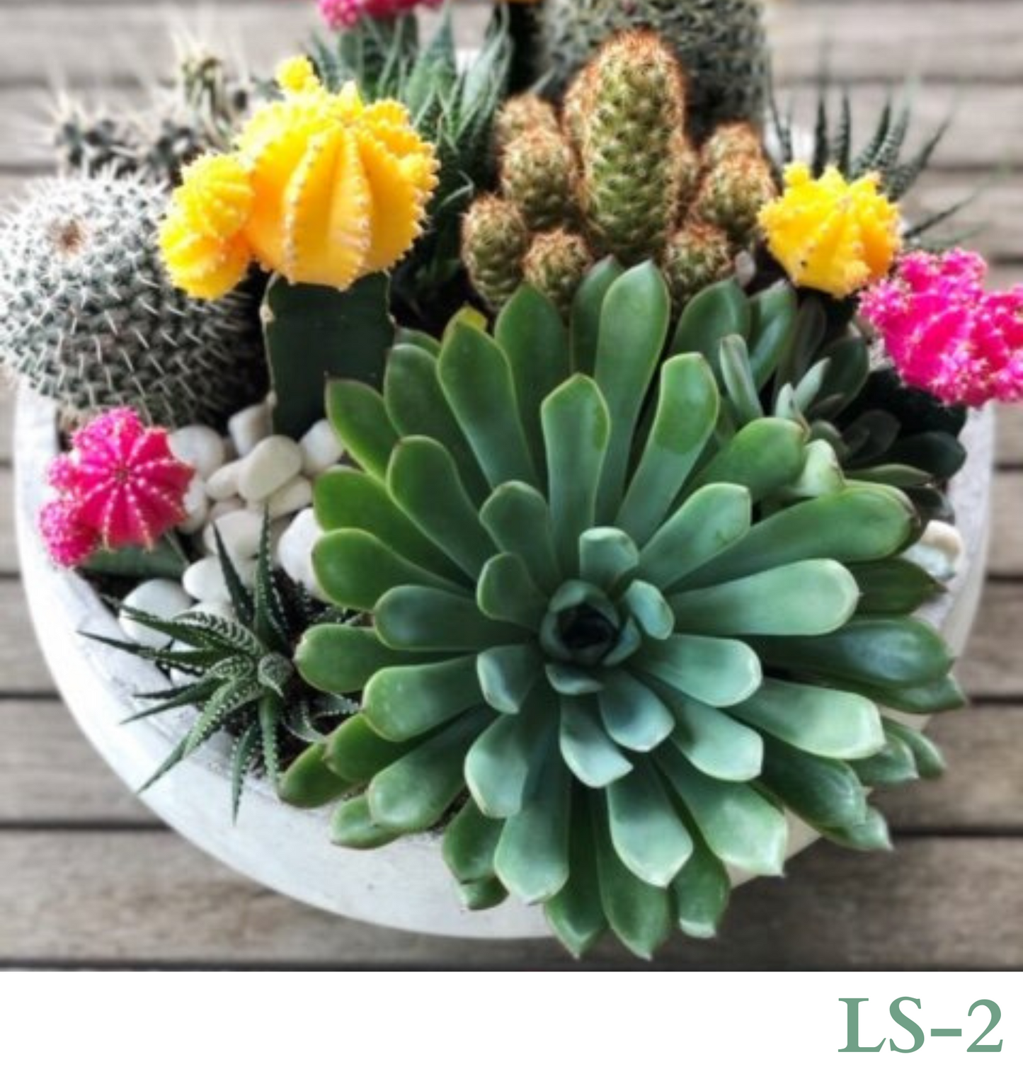 Custom Design with Living Succulents