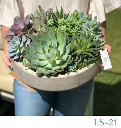 Custom Design with Living Succulents