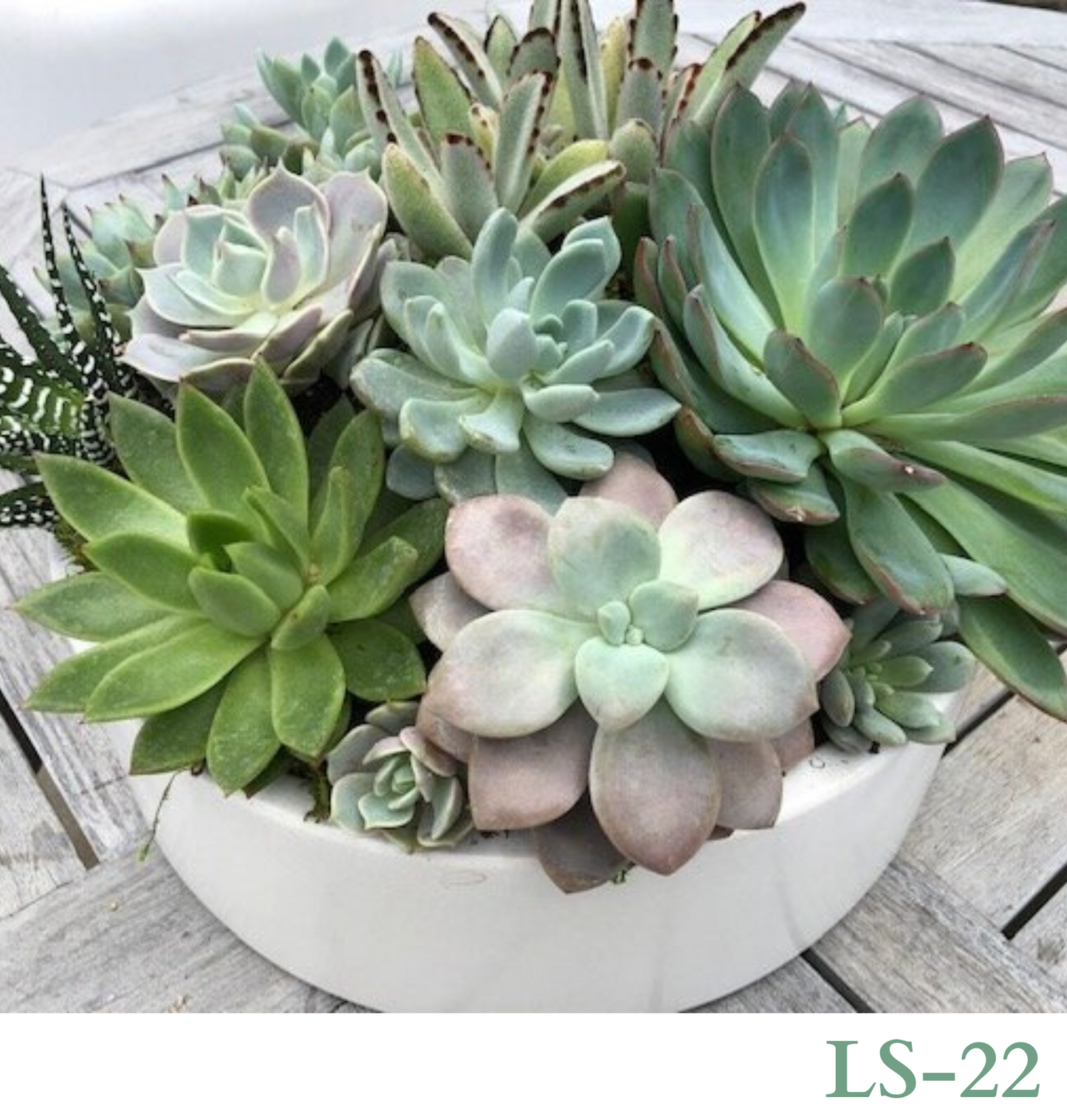 Custom Design with Living Succulents