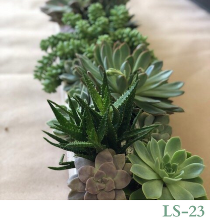 Custom Design with Living Succulents