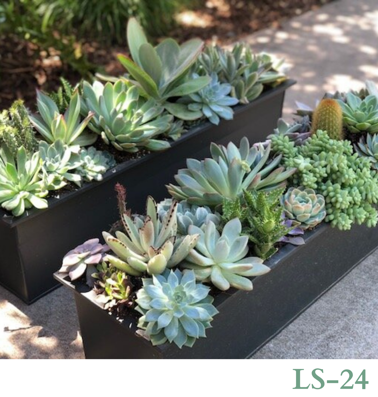 Custom Design with Living Succulents and/or Cacti