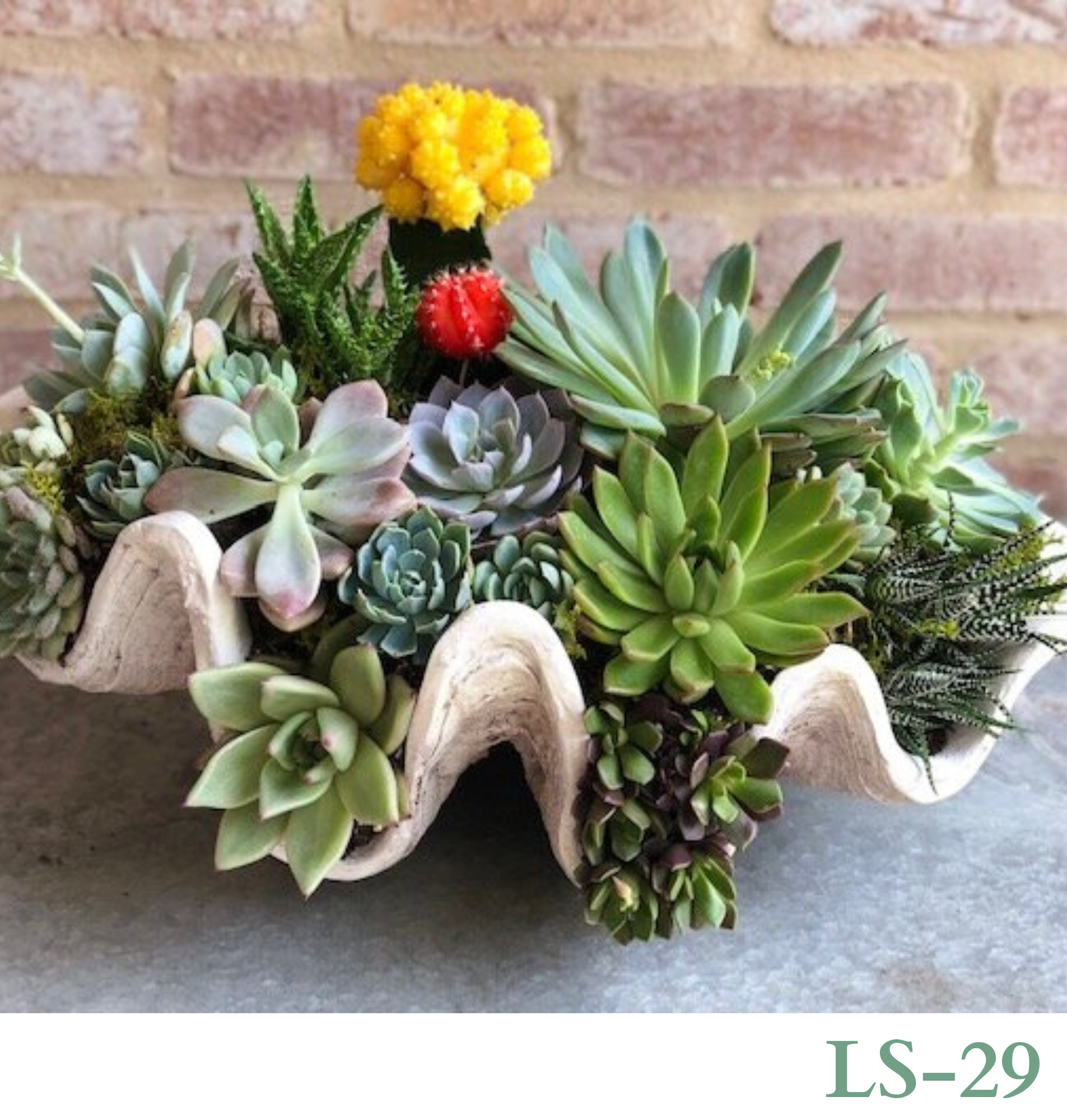 Custom Design with Living Succulents