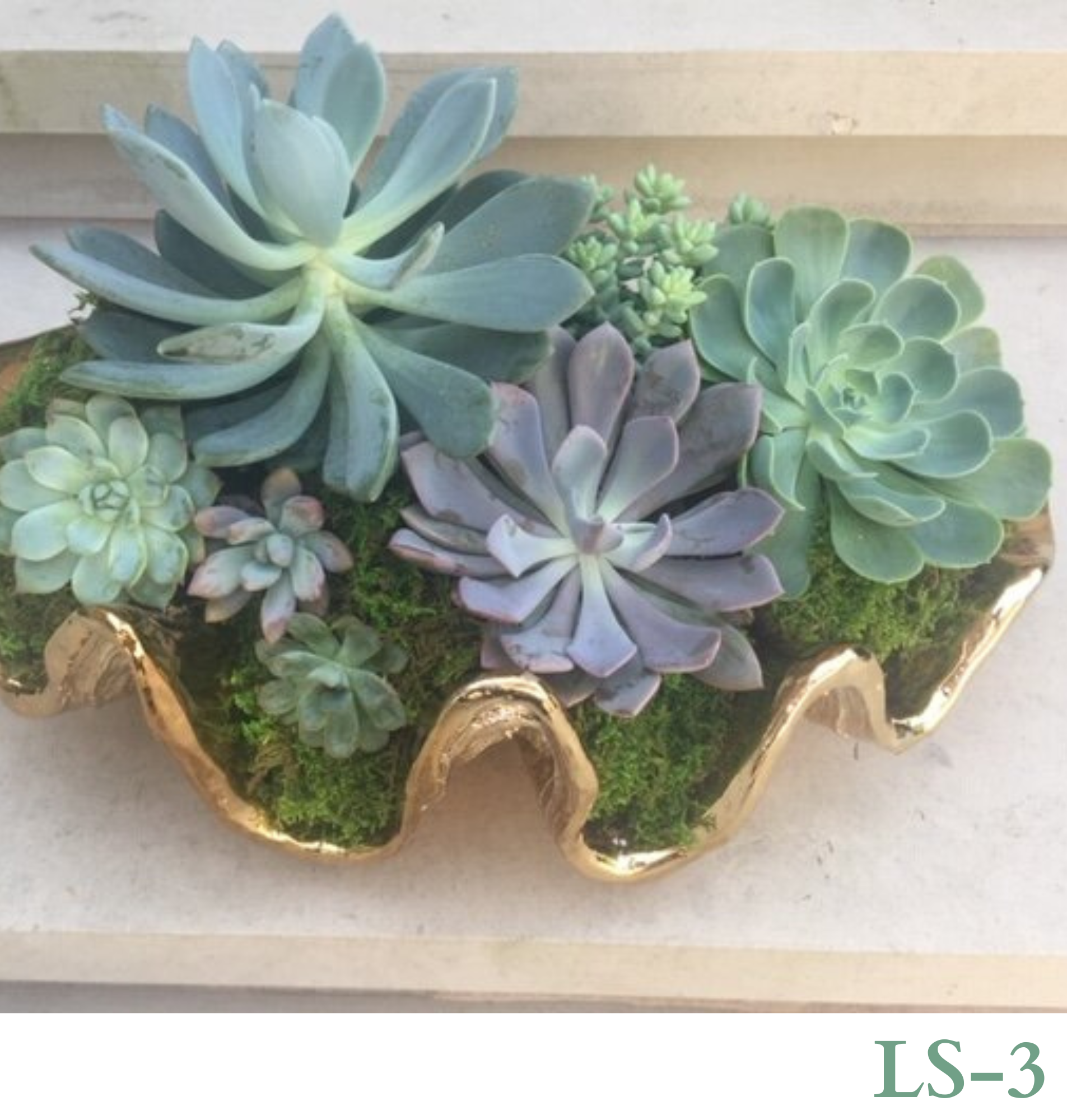 Custom Design with Living Succulents