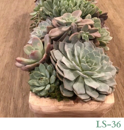 Custom Design with Living Succulents