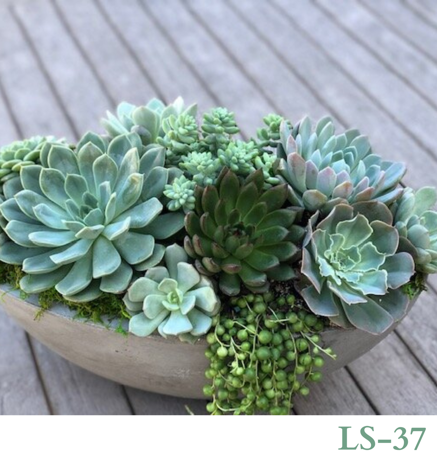 Custom Design with Living Succulents