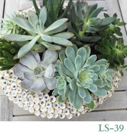 Custom Design with Living Succulents