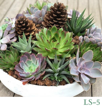 Custom Design with Living Succulents