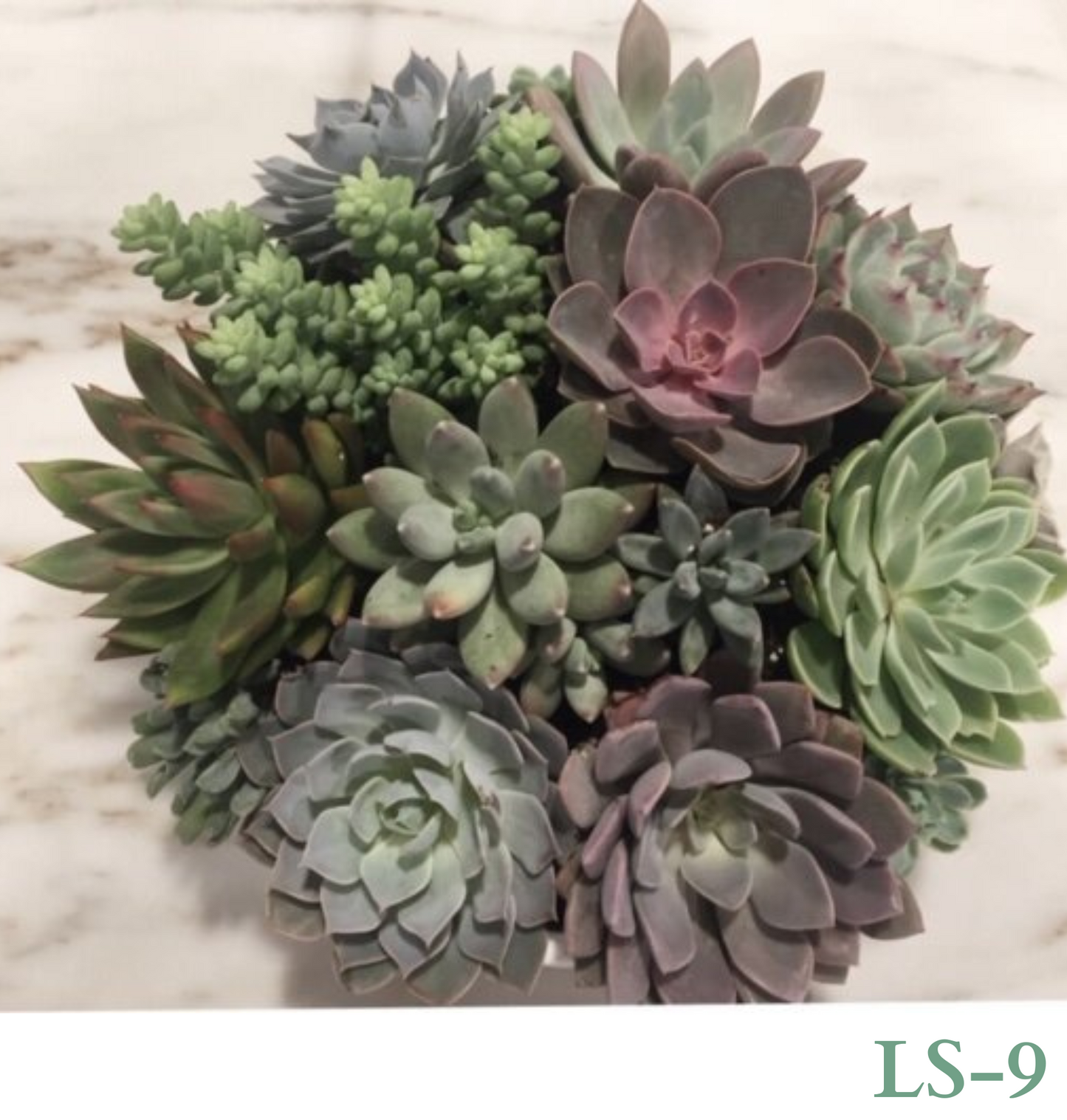 Custom Design with Living Succulents